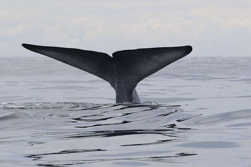 New Zealand blue whale distribution patterns tied to ocean conditions, prey availability