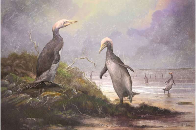 New Zealand’s Ancient Monster Penguins had Northern Hemisphere Doppelgangers