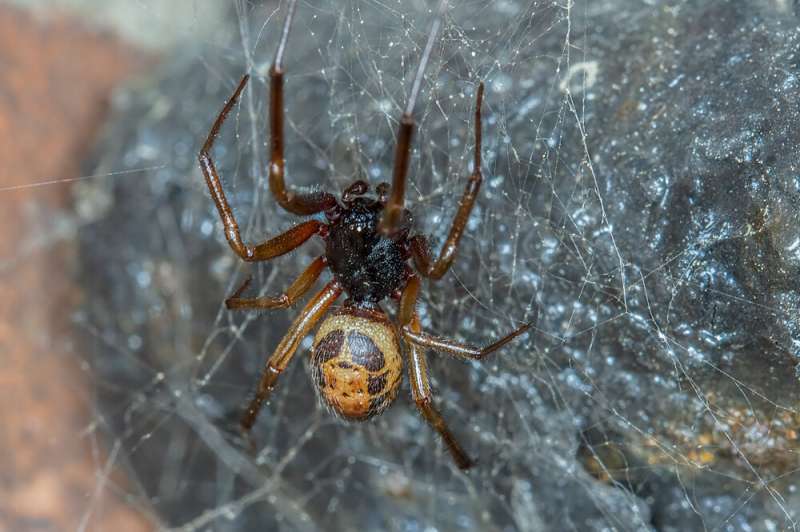 Noble false widow spider bite can transmit harmful antibiotic resistant bacteria to humans