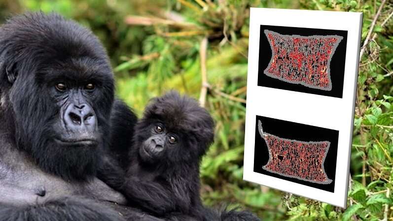 No Bones About It: Wild Gorillas Don’t Develop Osteoporosis Like Their Human Cousins