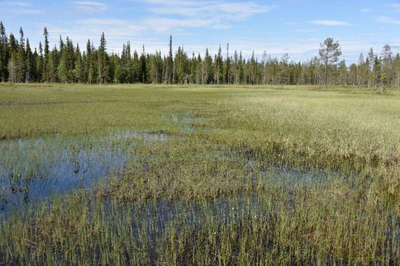 Northern peatlands will lose some of their CO2 sink capacity under a warmer climate