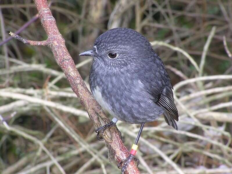 North Island robins found to have long term memory