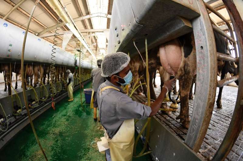 Not far from Dubai's coastline and glitzy skyscrapers, several farms raise cows in air-conditioned sheds that help provide the l
