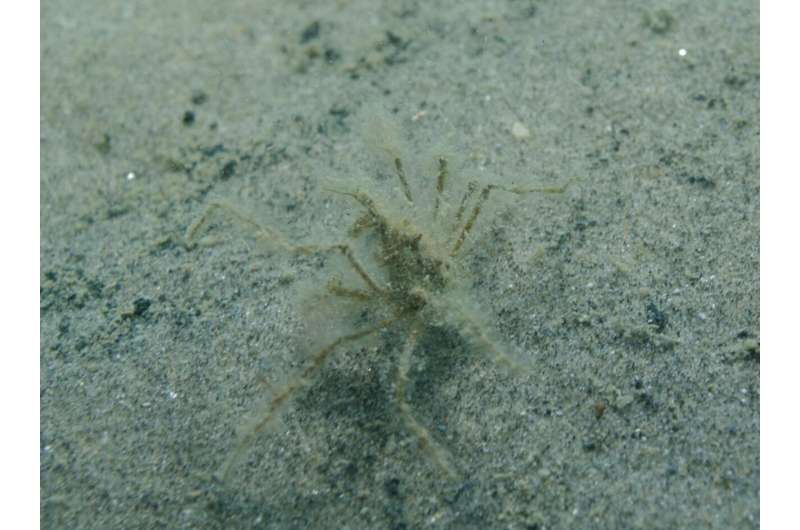 Notice me! Neglected for over a century, Black sea spider crab re-described