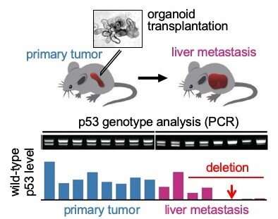 Notorious cancer protein mutations cooperate to proliferate disease