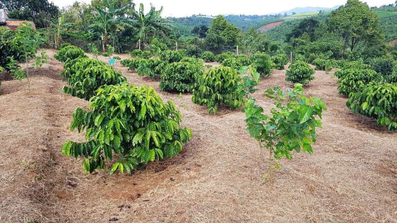 Not so robust: robusta coffee more sensitive to warming than previously thought
