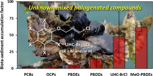 Novel bioaccumulative compounds found in marine bivalves