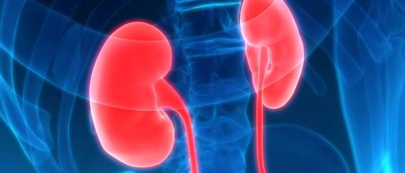 Novel drug therapy shows promise for quality, quantity of kidneys available for transplant
