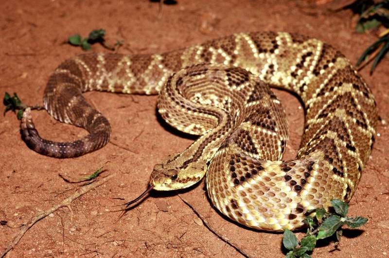 Novel formulation permits use of toxin from rattlesnake venom to treat chronic pain