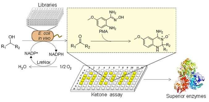 Novel high-throughput screening method developed for ketones