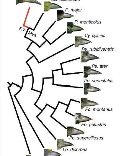 Novel major locus regulates beak evolution of ground tit