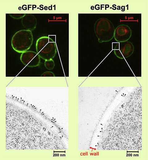 Novel protein positioning technique improves functionality of yeast cells