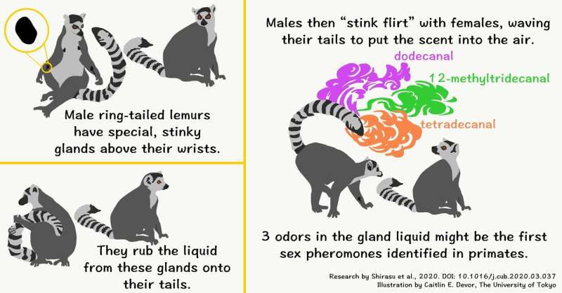 Odor experts uncover the smelly chemistry of lemur love