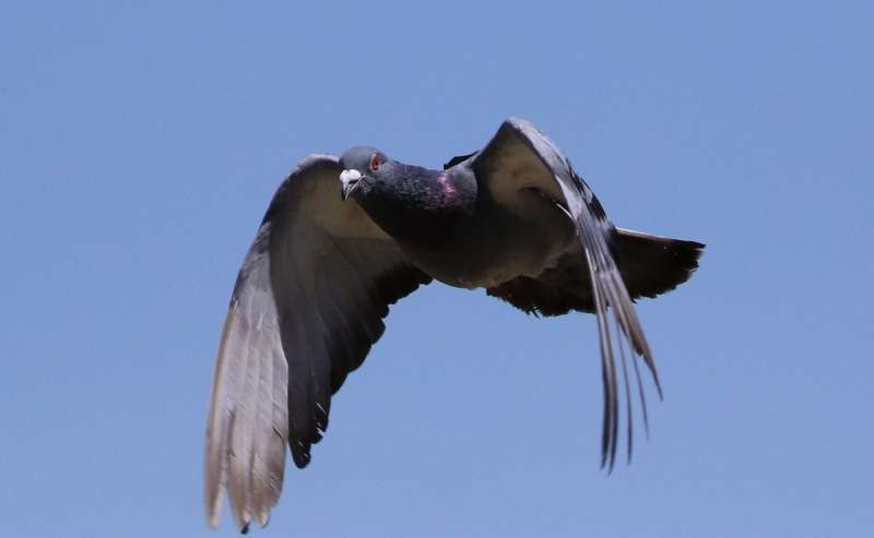 Odors as navigational cues for pigeons