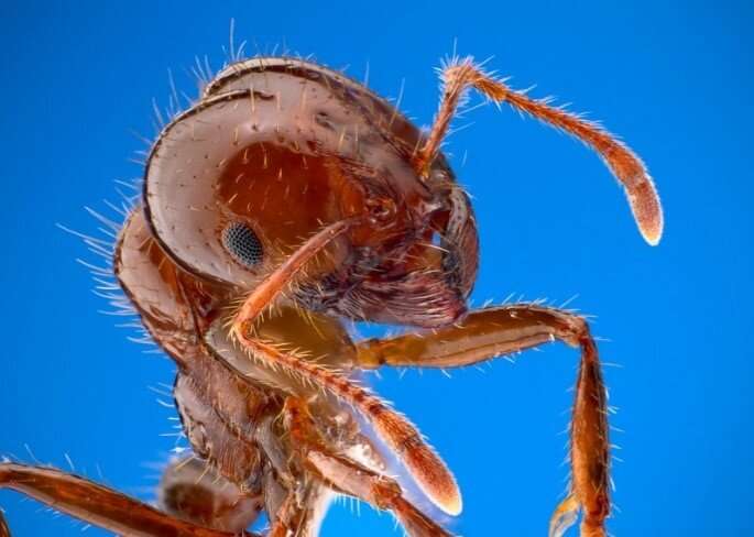 Odors produced by soil microbes attract red fire ants to safer nest sites