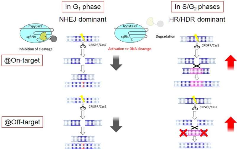 "Off switch" during error-prone cell cycle phase may fix CRISPR problem