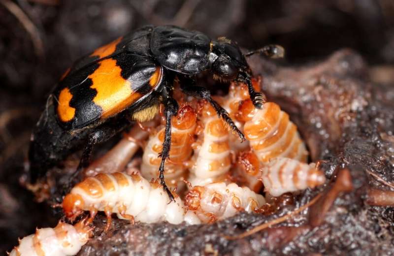 Older beetle parents 'less flexible'