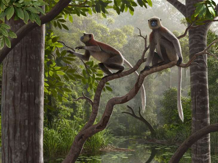 Oldest monkey fossils outside of Africa found