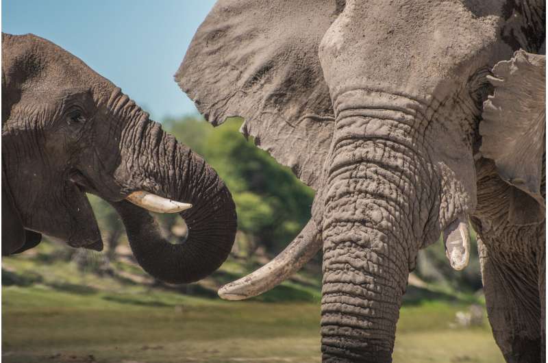 Old males vital to elephant societies