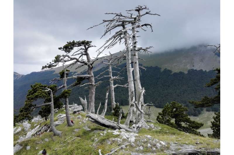 Old pine trees witness the rewilding in Mediterranean mountain forests in consequence of late-medieval pandemics