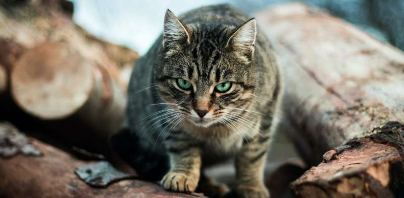 One cat, one year, 110 native animals: lock up your pet, it's a killing machine