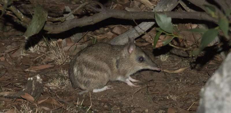 One little bandicoot can dig up an elephant's worth of soil a year – and our ecosystem loves it