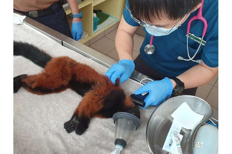 One of the twins is given a full medical check-up by a vet in Singapore