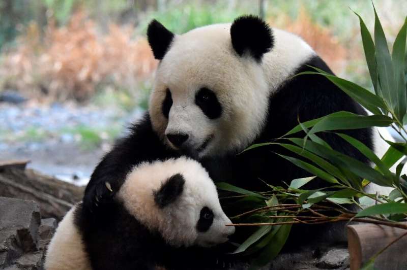 One of the two giant panda cubs with his mother Meng Meng at their enclosure during the first presentation to the media at the B
