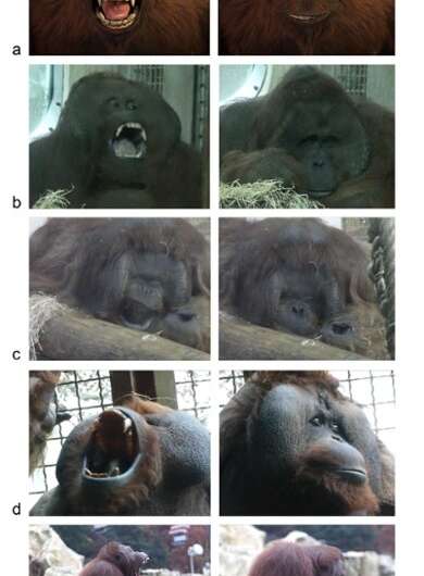 Orangutans yawn contagiously when they see others yawn