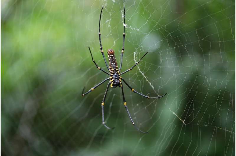 Orb-weaver spiders' yellow and black pattern helps them lure prey