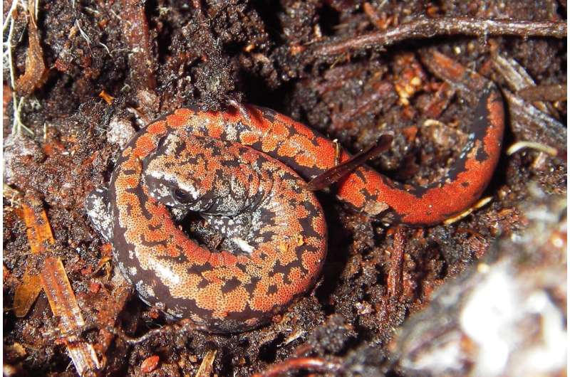 Oregon timber harvests don’t appear to affect rare salamander, study finds