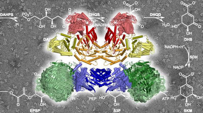 Organized chaos in the enzyme complex—surprising insights and new perspectives
