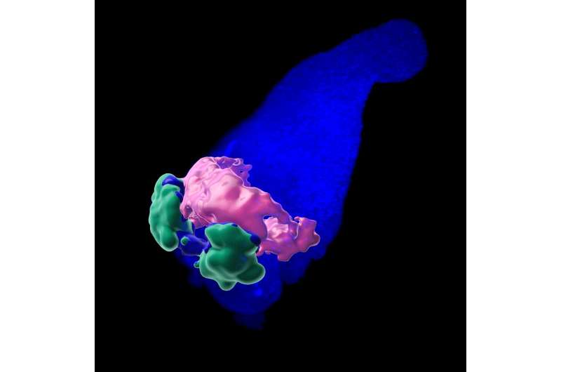 Organoids produce embryonic heart