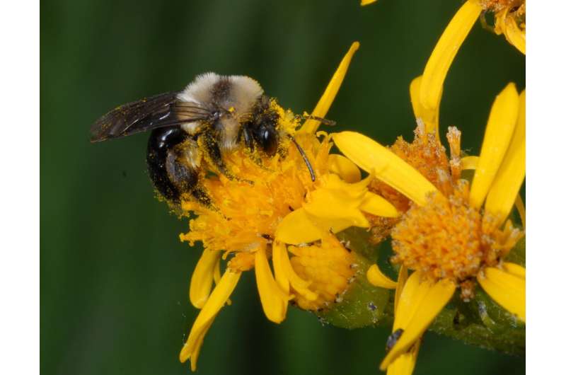 Out of sync: Ecologists report climate change affecting bee, plant life cycles