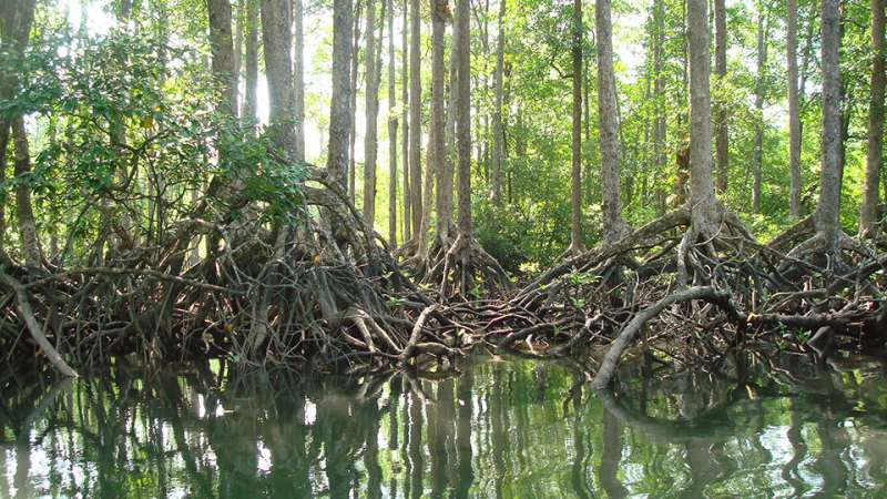Over 60% of Myanmar’s mangroves deforested in the last 20 years