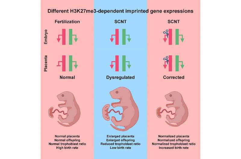 Overcoming genomic imprinting barrier improves mammal cloning