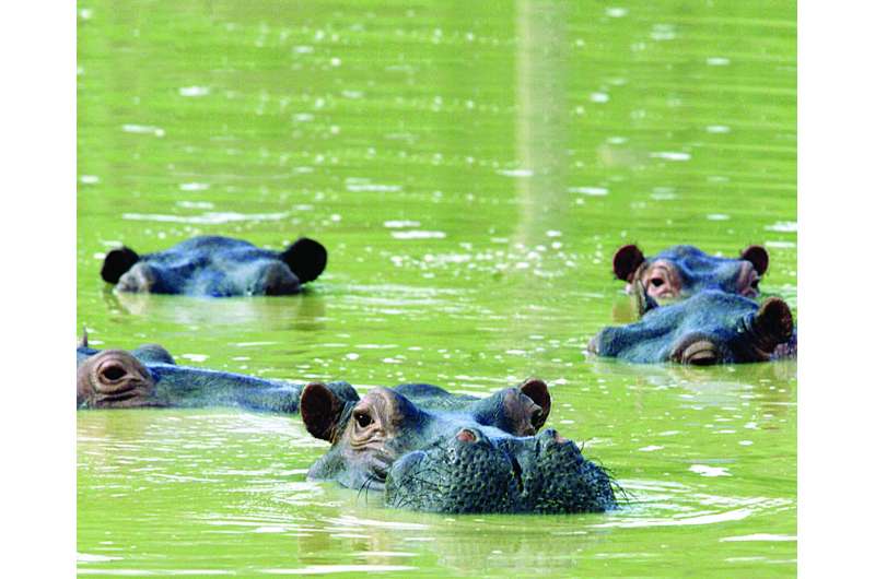 Pablo Escobar's hippos pose environmental dilemma
