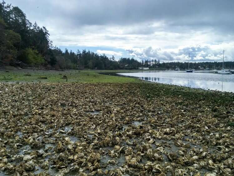 Pacific oysters in the Salish Sea may not contain as many microplastics as previously thought