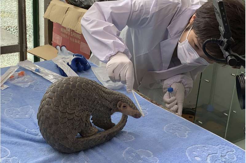 Pangolin released into wild under China's new protections