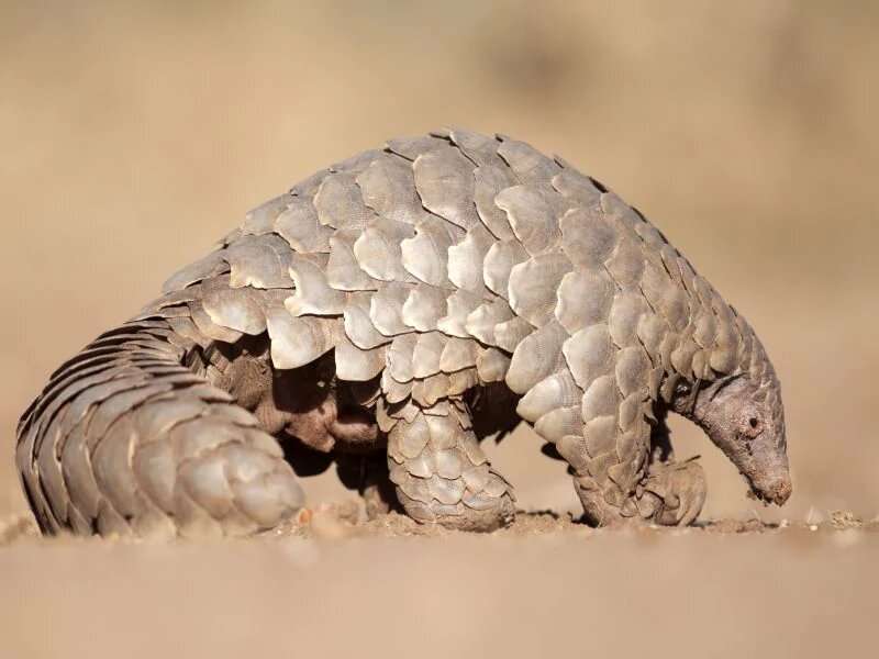 Pangolins hold clues to how COVID-19 began -- and might end