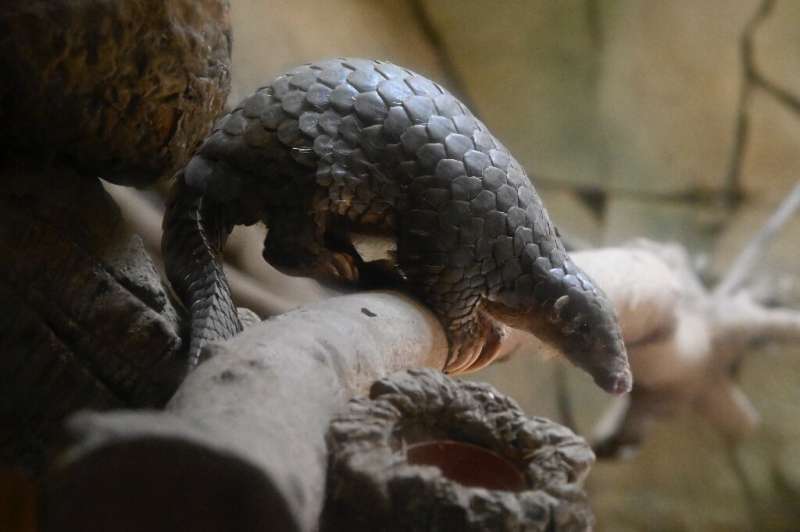 Pangolins in Asia, like this Formosan pangolin, are also under threat from the illegal trade
