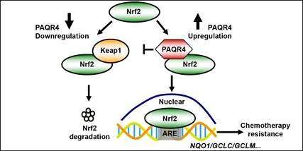 PAQR4通过抑制NRF2蛋白泛素化和降解来调节非小细胞肺癌中的化学抑制