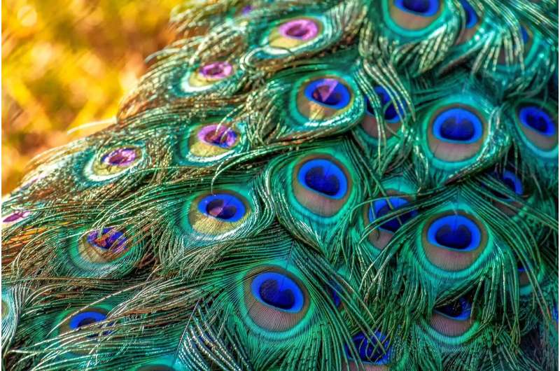 peacock feathers