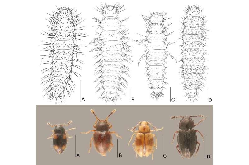 Peculiar behavior of the beetle Toramus larvae, carrying their exuviae