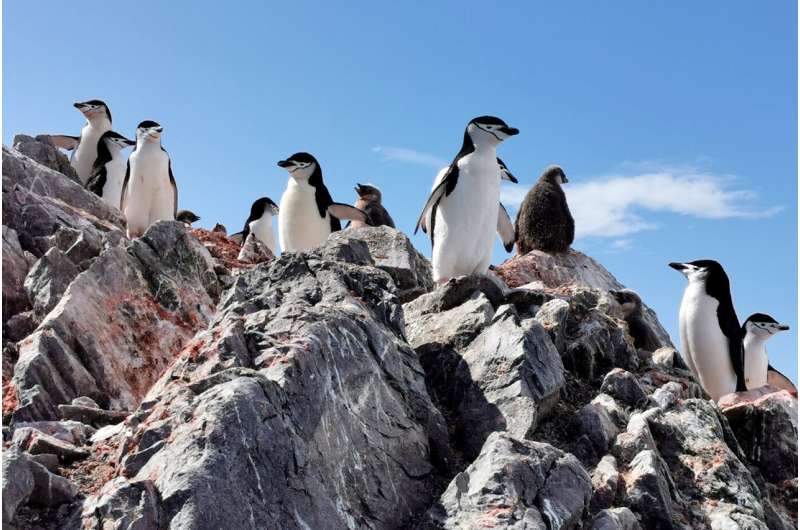 Penguins are starving as Antarctica gets warmer—researchers use drones to count the losses
