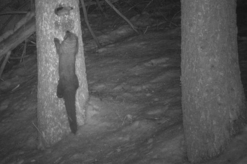 Photos from Yosemite suggest secretive forest predator might be moving north