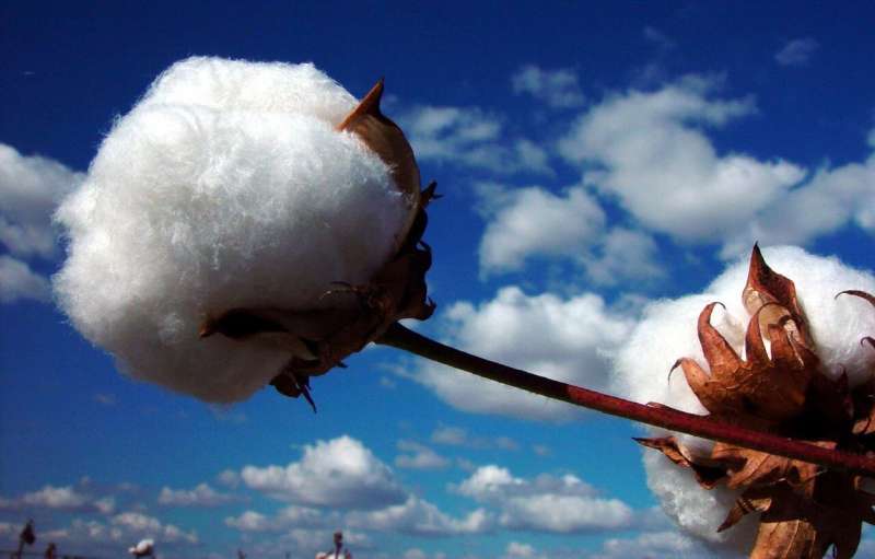 Picking up threads of cotton genomics