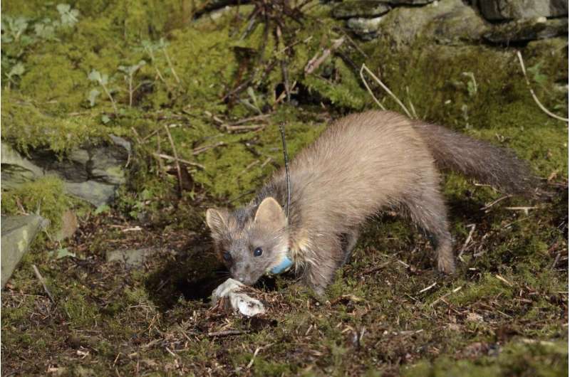 Pine martens like to have neighbors -- but not too near