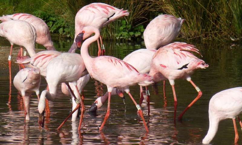 Pinker flamingos more aggressive