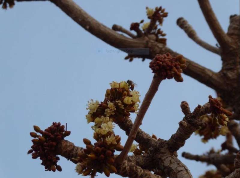 Plant diversity makes West Africa's shea trees bear more fruit